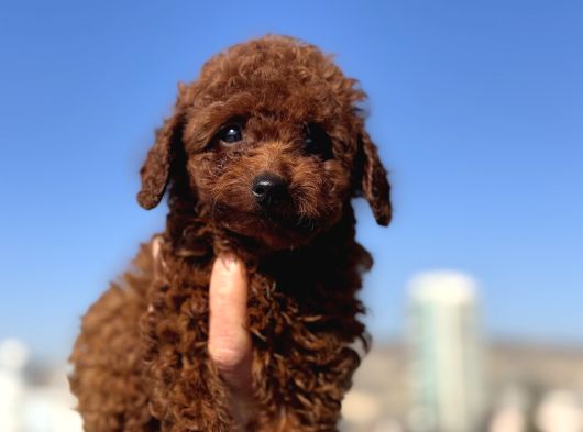 Petmode Köpek Çifrtliğinden  Kore Toy Poodle Yavrularımız görsel