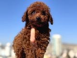 Petmode Köpek Çifrtliğinden  Kore Toy Poodle Yavrularımız