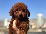Petmode Köpek Çifrtliğinden  Kore Toy Poodle Yavrularımız