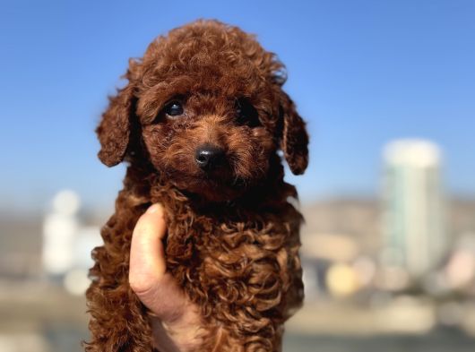 Petmode Köpek Çifrtliğinden  Kore Toy Poodle Yavrularımız görsel