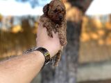 Sağlık Ve Irk Garantili Toy Poodle Yavrularımız