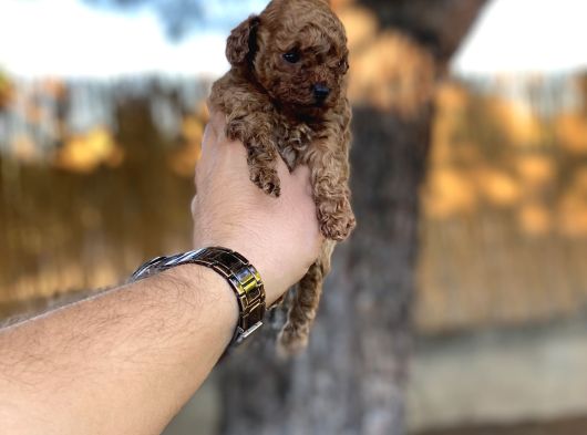 Sağlık Ve Irk Garantili Toy Poodle Yavrularımız görsel