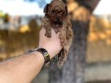 Sağlık Ve Irk Garantili Toy Poodle Yavrularımız