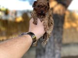 Sağlık ve ırk garantili toy poodle yavrularımız