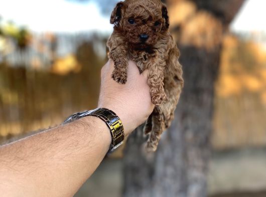 Sağlık Ve Irk Garantili Toy Poodle Yavrularımız