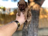 Sağlık Ve Irk Garantili Toy Poodle Yavrularımız