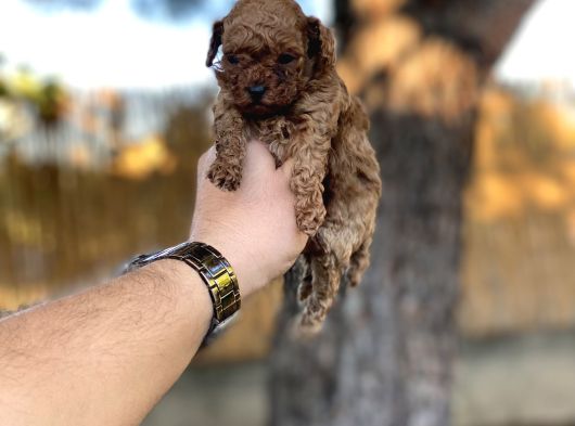 Sağlık Ve Irk Garantili Toy Poodle Yavrularımız görsel