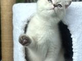 Lynix Point