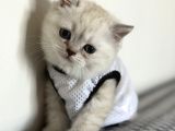 Kaliteli Irk British Shorthair Yavrular  Uysal  Sevimli