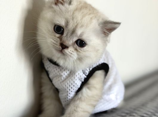 Oyuncu  Sevgi Dolu British Shorthair Yavru görsel