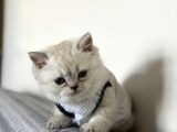 Kaliteli Irk British Shorthair Yavrular  Uysal  Sevimli