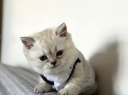 Oyuncu  Sevgi Dolu British Shorthair Yavru görsel