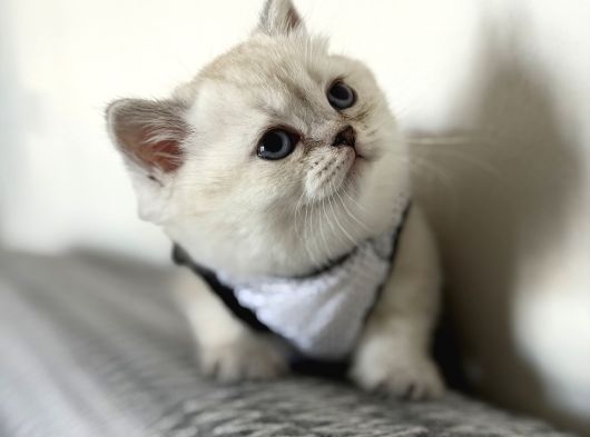 Kaliteli Irk British Shorthair Yavrular  Uysal  Sevimli görsel