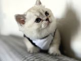 Oyuncu  Sevgi Dolu British Shorthair Yavru