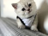 Oyuncu  Sevgi Dolu British Shorthair Yavru