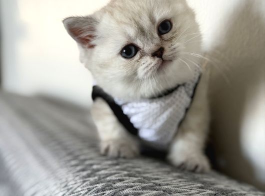 Oyuncu  Sevgi Dolu British Shorthair Yavru