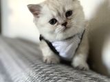 Kaliteli Irk British Shorthair Yavrular  Uysal  Sevimli