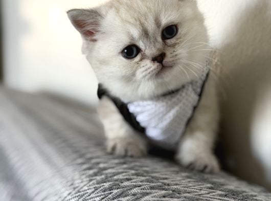 Kaliteli Irk British Shorthair Yavrular  Uysal  Sevimli görsel