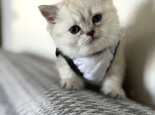 Oyuncu  Sevgi Dolu British Shorthair Yavru görsel
