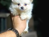 Pomeranian yavrularımız