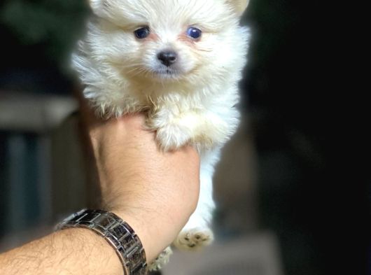 Pomeranian Yavrularımız