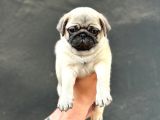 Oyun Deli̇si̇ A Kali̇te Pug Mops Yavrular