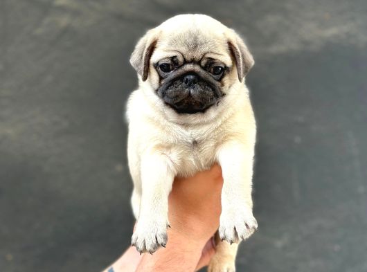 Oyun Deli̇si̇ A Kali̇te Pug Mops Yavrular görsel
