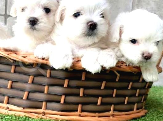 Maltese Terrier Sıfır Numara Ev Doğumlu Bebeklerim