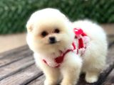Ayıcık Surat Pomeranian Yavrular