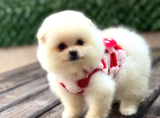 Ayıcık Surat Pomeranian Yavrular görsel