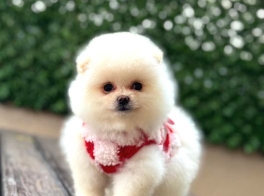 Ayıcık Surat Pomeranian Yavrular görsel