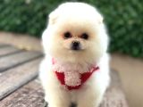 Ayıcık Surat Pomeranian Yavrular