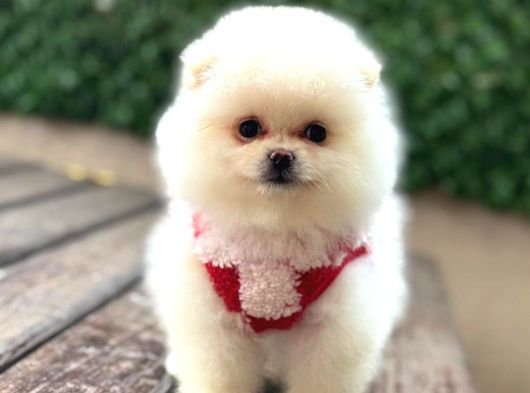 Ayıcık Surat Pomeranian Yavrular görsel