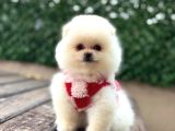 Ayıcık surat Pomeranian yavrular