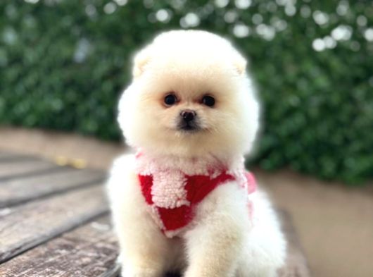 Ayıcık Surat Pomeranian Yavrular