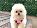 Ayıcık Surat Pomeranian Yavrular