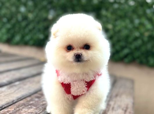 Ayıcık Surat Pomeranian Yavrular görsel