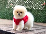 A Kalite Pomeranian Boo Yavrular