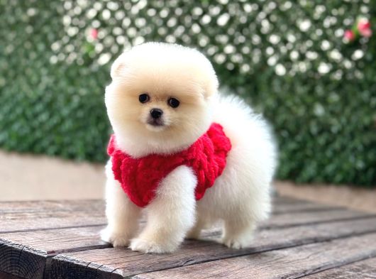 A Kalite Pomeranian Boo Yavrular görsel