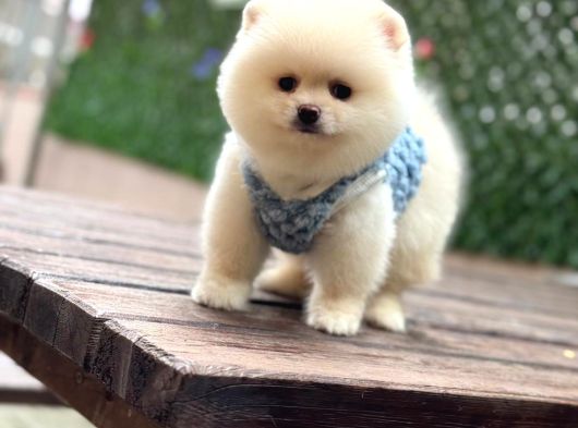 A Kalite Pomeranian Boo Yavrular görsel