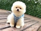 A Kalite Pomeranian Boo Yavrular