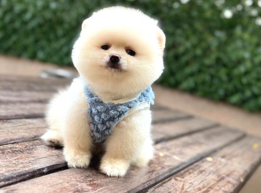 A Kalite Pomeranian Boo Yavrular görsel