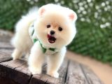 A kalite Pomeranian Boo Yavrular
