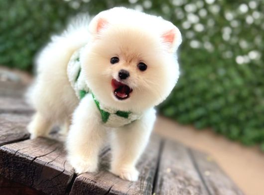 A Kalite Pomeranian Boo Yavrular