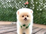 A Kalite Pomeranian Boo Yavrular