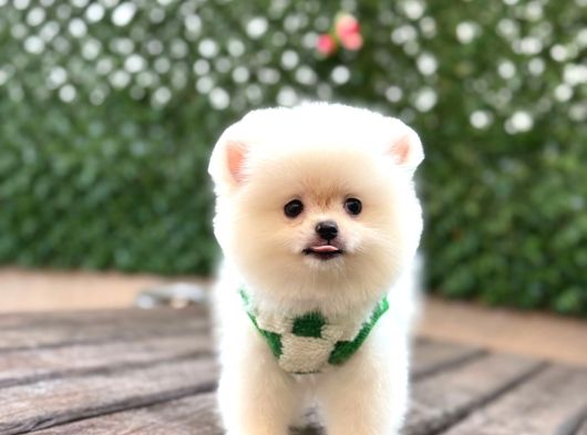 A Kalite Pomeranian Boo Yavrular görsel