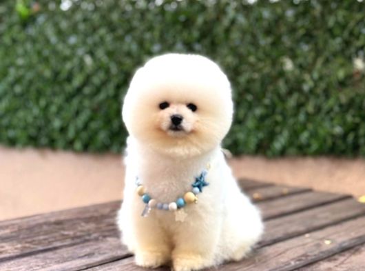 Ayıcık Surat Pomeranian Yavrular görsel