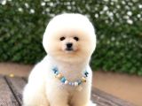 Ayıcık Surat Pomeranian Yavrular
