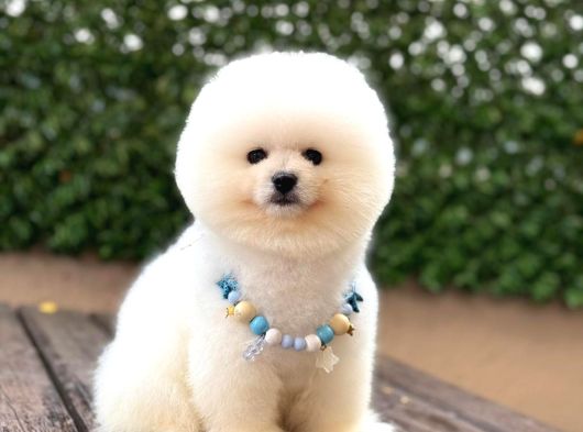 Ayıcık Surat Pomeranian Yavrular görsel