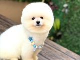 Ayıcık Surat Pomeranian Yavrular